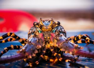 Mobile Fish Shrimp Crab Review 2027: Bonus, App, Withdrawal Tested